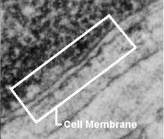 Lers: realcell