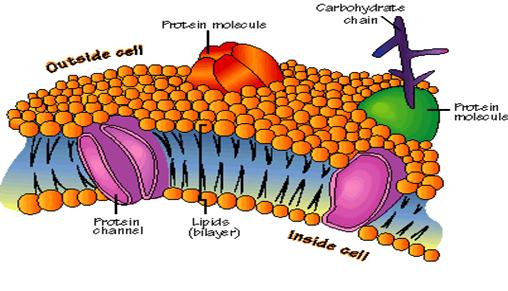 Lers: cell_membrane