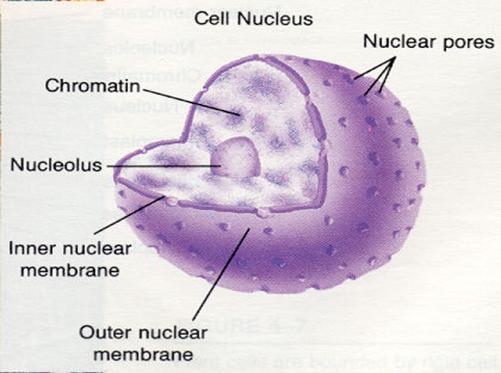 Lers: nucleus diagram