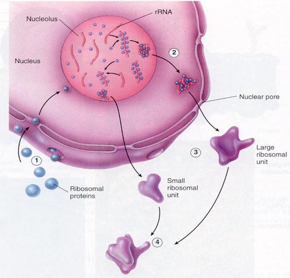 Lers: production of ribosomes