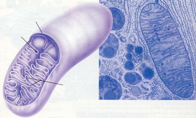 Lers: mitochondion