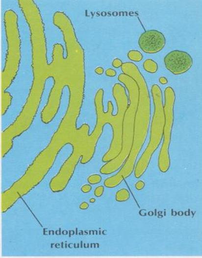 Lers: er-golgi-lysosome