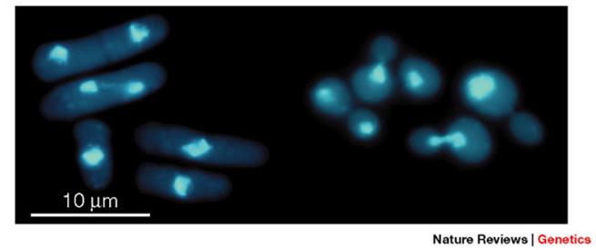 A photomicrograph shows two groups of yeast cells. The cells are fluorescently-stained and appear blue against a black background. Bright fluorescent circles inside the cells represent nuclear DNA. A scale bar at the bottom of the micrograph represents ten micrometers. A group of five oblong cells at left, each approximately five micrometers long, are fission yeast cells. A group of eight circular cells at right, approximately two to five micrometers in diameter, are budding yeast cells. Two of the eight cells are in the process of budding; they look like two circles attached to one another at one end. The point of attachment is a thin, indented region, as the cells are pinching apart.