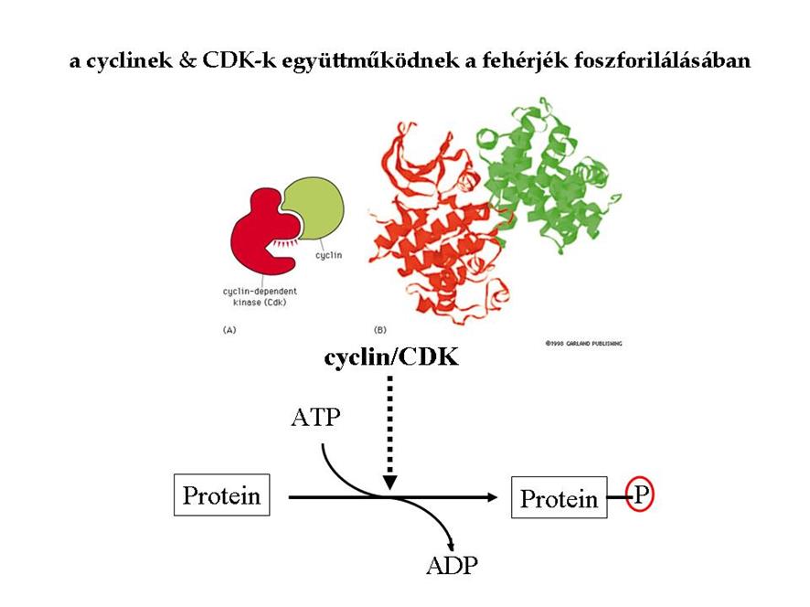 cyc-cdk-kinase
