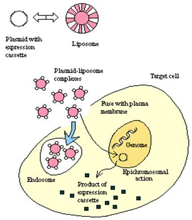 Plasmid-Liposome Complex Vector