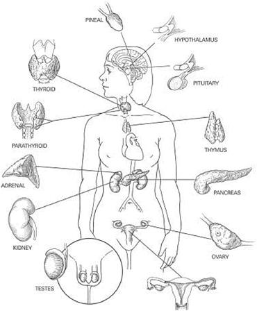 endocrine_overview